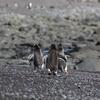 Pinguine